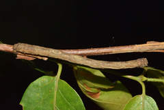 Plegapteryx anomalus
