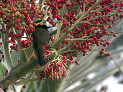 Selenidera maculirostris