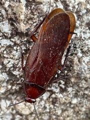 Pseudoderopeltis