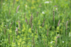 Hordeum brevisubulatum