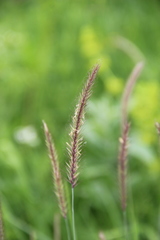 Hordeum brevisubulatum