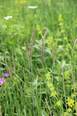 Hordeum brevisubulatum