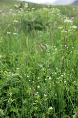 Hordeum brevisubulatum