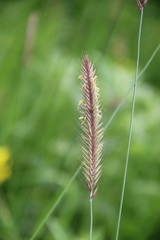 Hordeum brevisubulatum