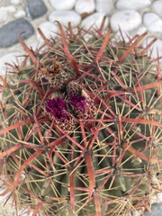 Ferocactus latispinus