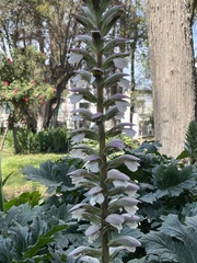 Acanthus mollis