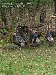 Meleagris gallopavo