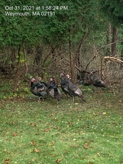 Meleagris gallopavo