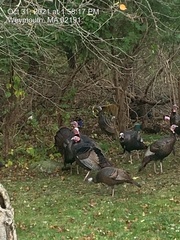 Meleagris gallopavo