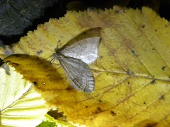 Operophtera fagata