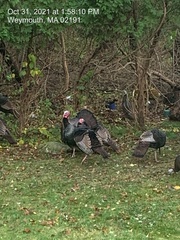 Meleagris gallopavo