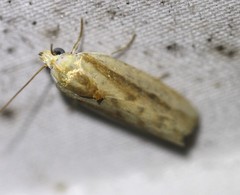 Earias huegeliana