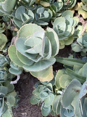 Kalanchoe marmorata