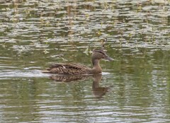 Anas platyrhynchos