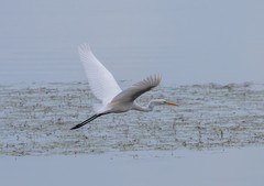 Ardea alba