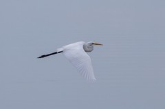 Ardea alba