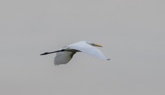 Ardea alba