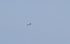 Sterna hirundo