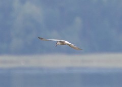 Sterna hirundo