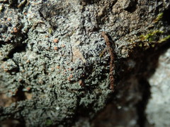 Bacidia rubella