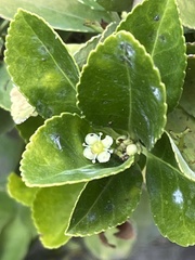 Magnoliopsida