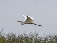 Ardea alba
