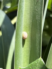 Cornu aspersum