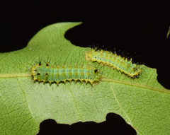 Pseudobunaea tyrrhena