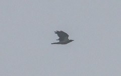 Corvus cornix