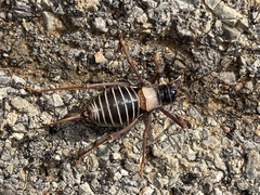 Lluciapomaresius ortegai