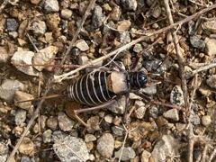 Lluciapomaresius ortegai