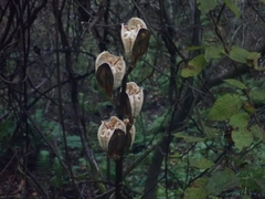 Cardiocrinum cordatum