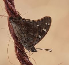 Charaxes guderiana guderiana