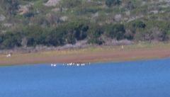 Phoenicopterus roseus