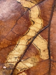 Cameraria tubiferella