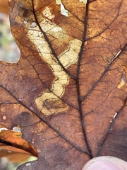 Cameraria tubiferella