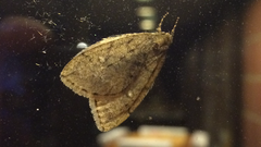 Paleacrita merriccata