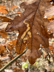 Cameraria tubiferella