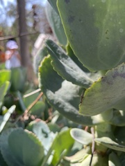 Lepidoptera