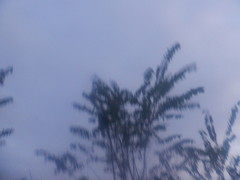 Albizia julibrissin julibrissin