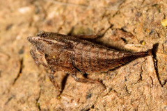 Centrotus cornutus
