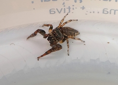 Salticinae