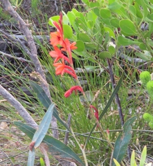 Watsonia stenosiphon