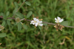 Melochia parvifolia