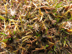 Leptinella maniototo