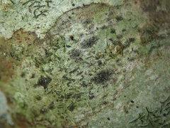 Stigmidium microspilum