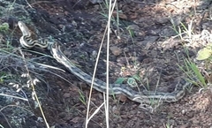 Pituophis lineaticollis