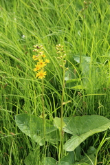 Ligularia subsagittata