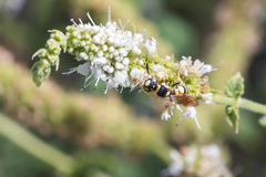 Philanthus pulchellus