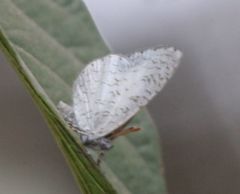 Spalgis lemolea lemolea